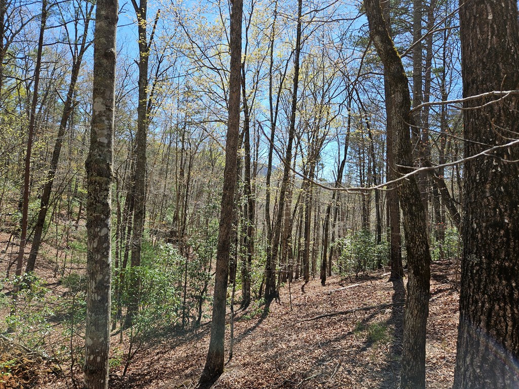 5.2 Deer Crest Road Property Photo 24