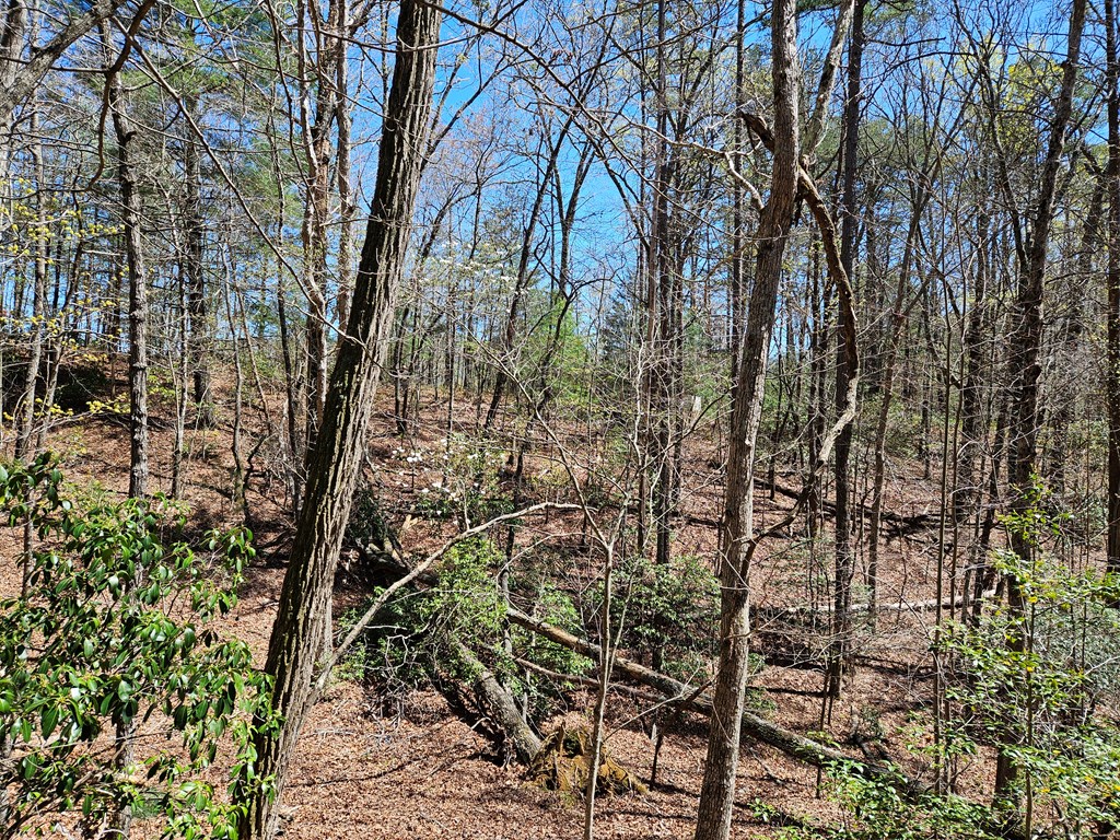 5.2 Deer Crest Road Property Photo 25
