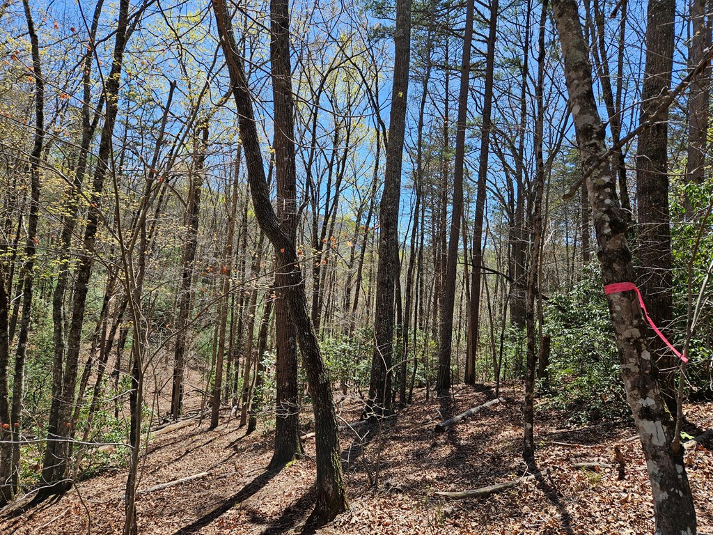 5.2 Deer Crest Road Property Photo 27