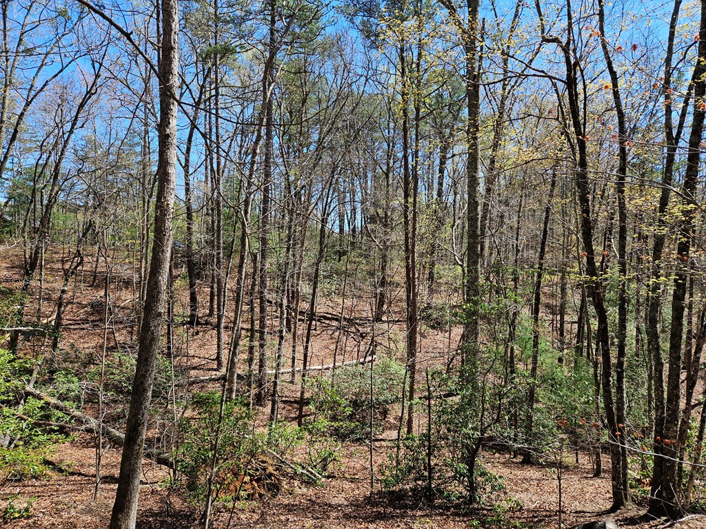 5.2 Deer Crest Road Property Photo 29
