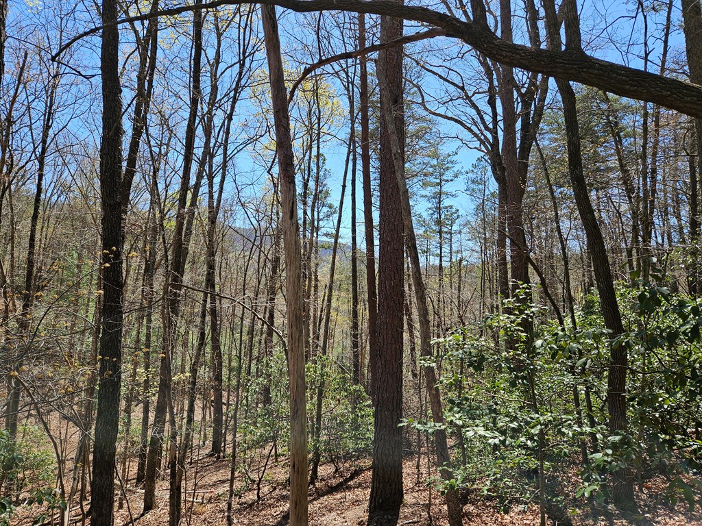 5.2 Deer Crest Road Property Photo 30
