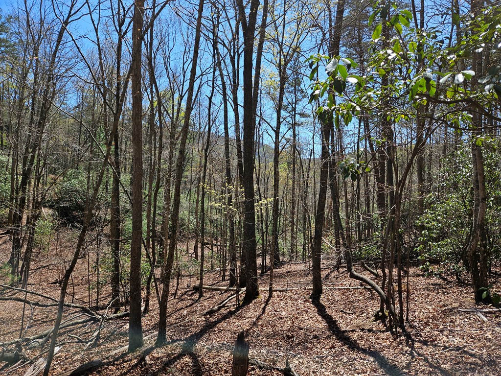 5.2 Deer Crest Road Property Photo 32