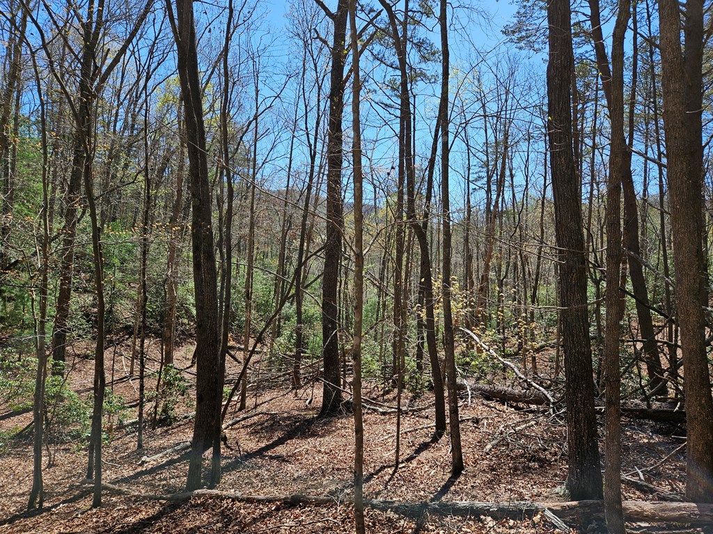 5.2 Deer Crest Road Property Photo 34
