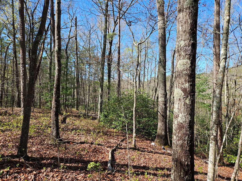 5.2 Deer Crest Road Property Photo 44