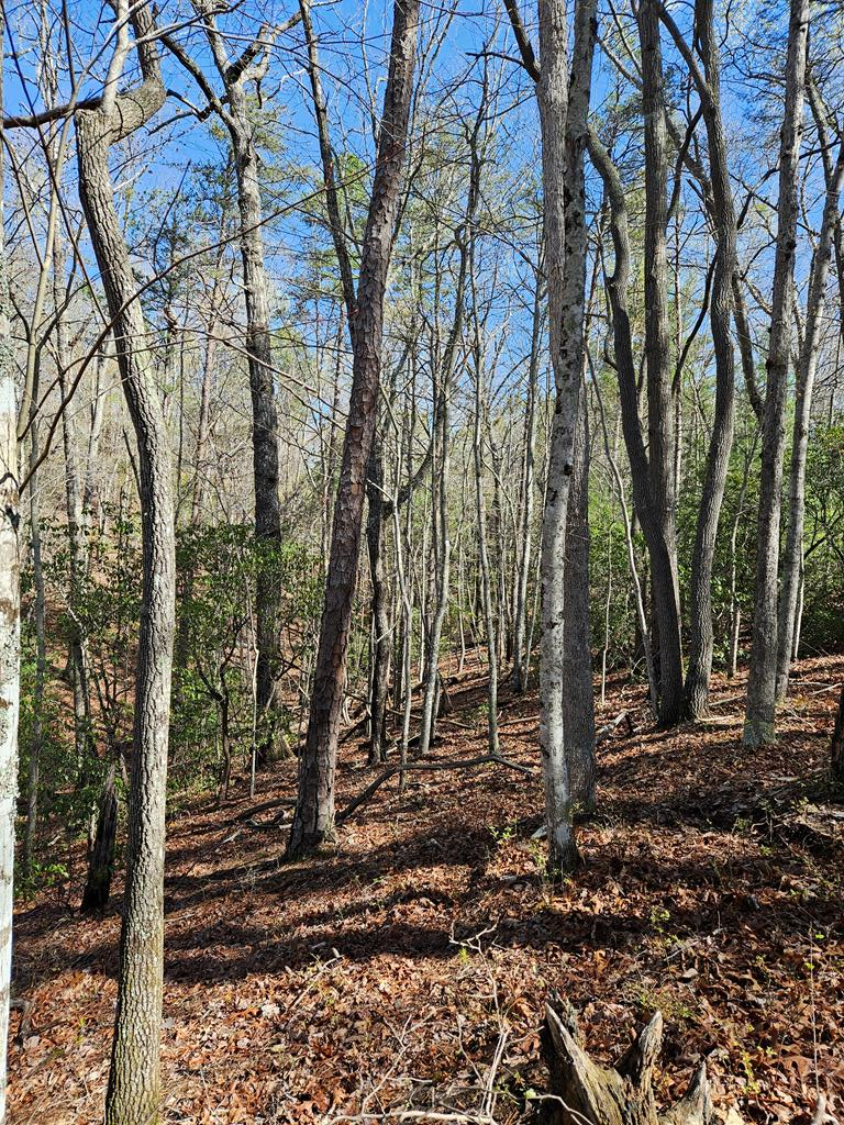 5.2 Deer Crest Road Property Photo 46