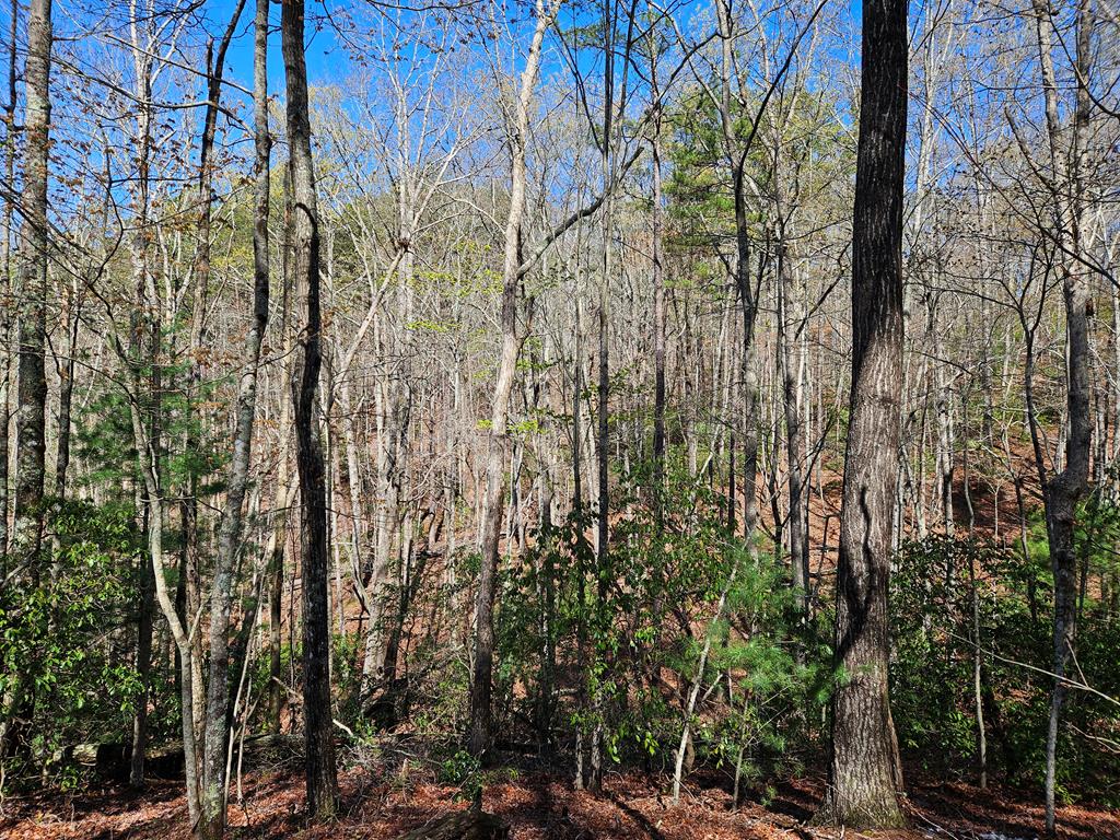 5.2 Deer Crest Road Property Photo 48