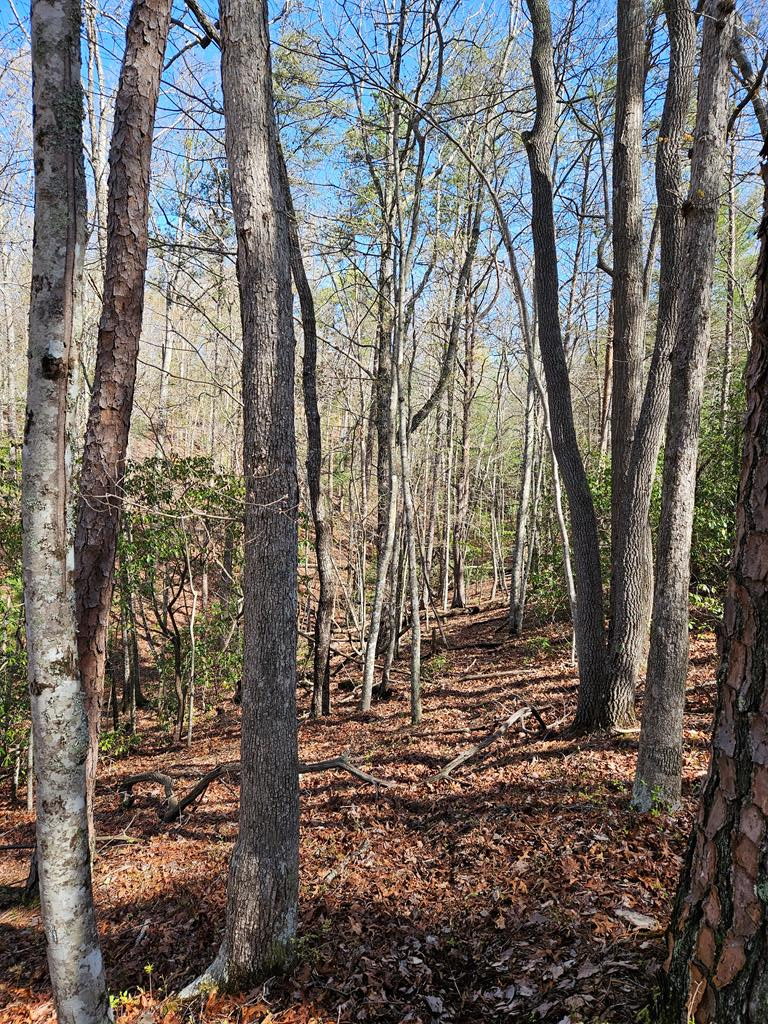 5.2 Deer Crest Road Property Photo 51