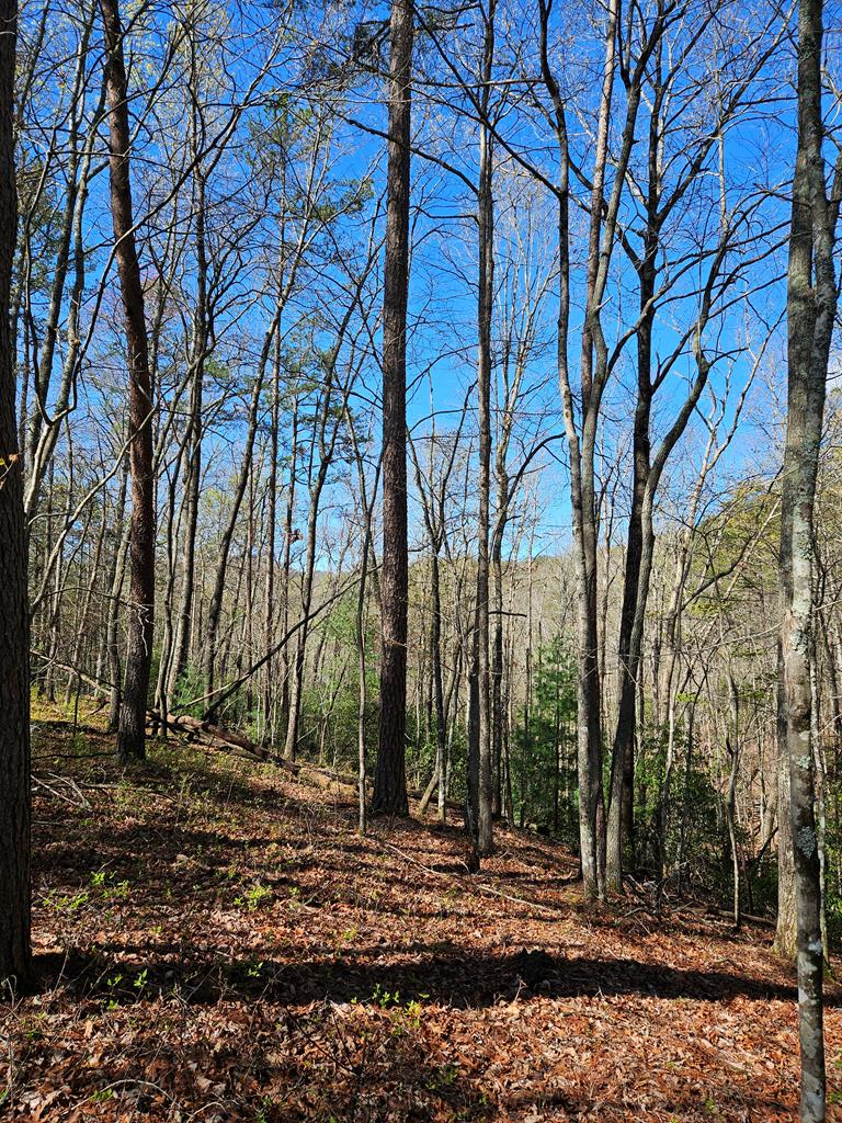 5.2 Deer Crest Road Property Photo 52