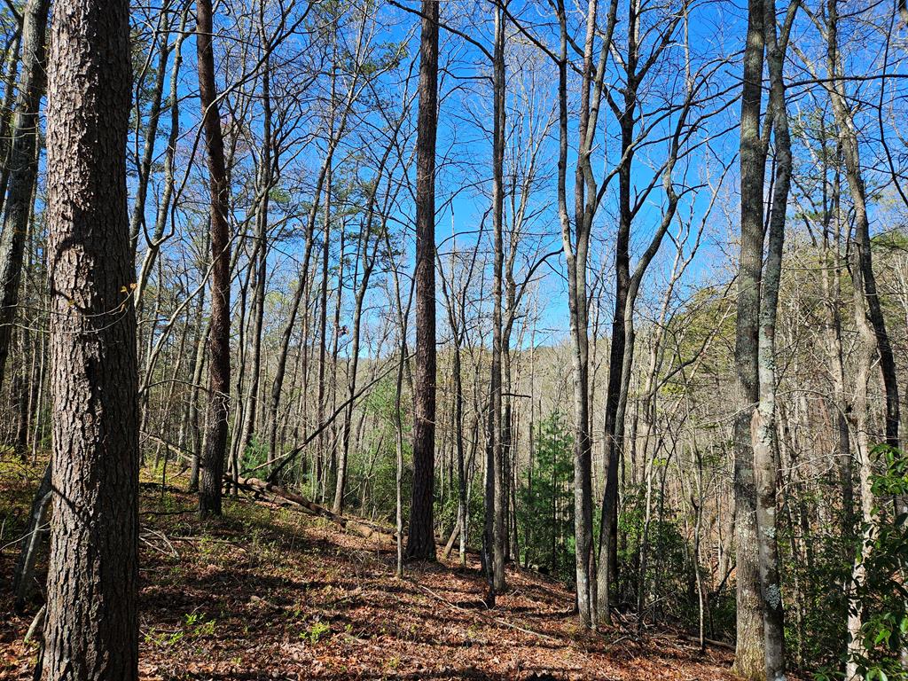 5.2 Deer Crest Road Property Photo 53