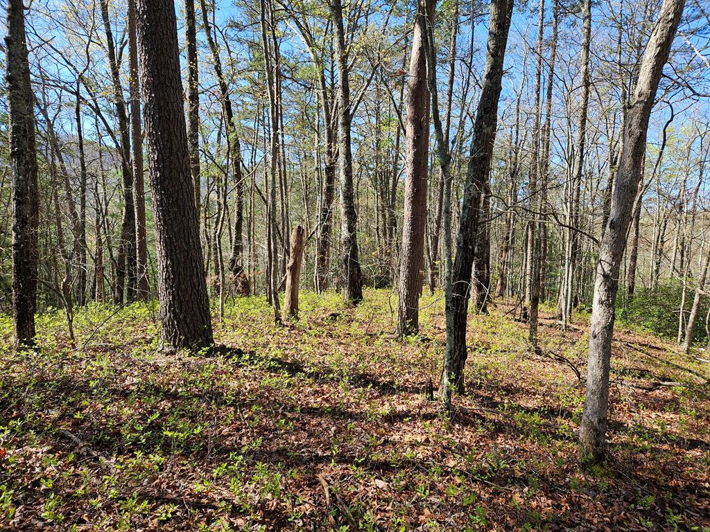 5.2 Deer Crest Road Property Photo 55