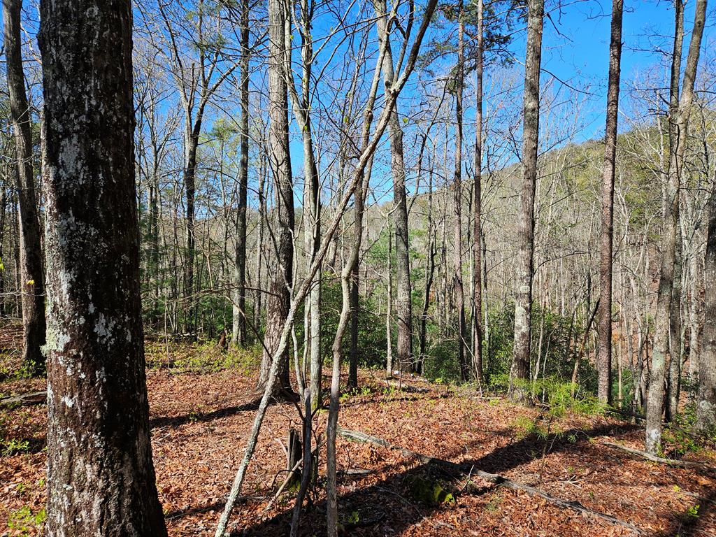 5.2 Deer Crest Road Property Photo 58
