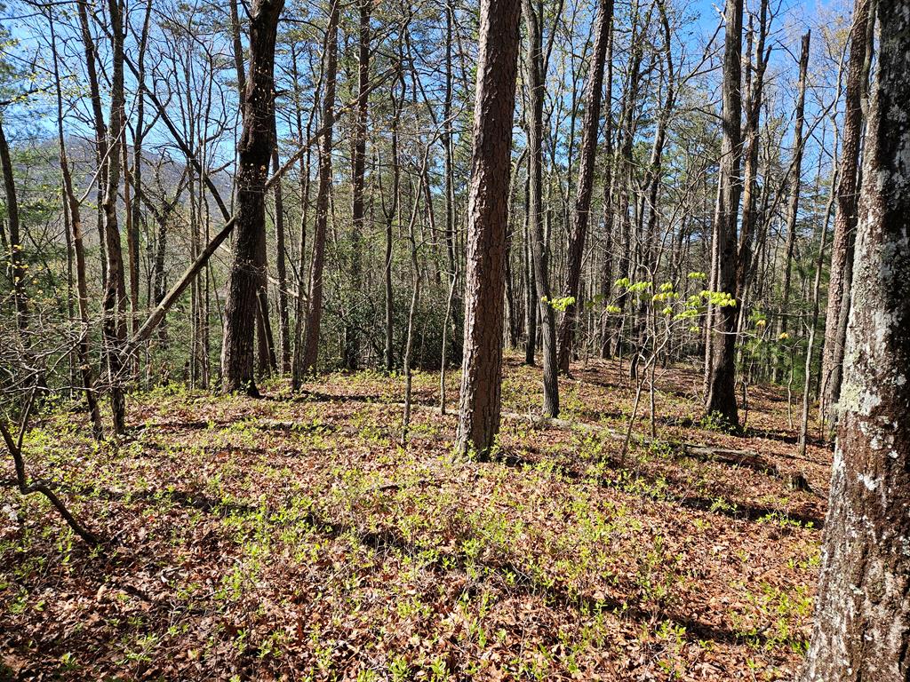 5.2 Deer Crest Road Property Photo 59