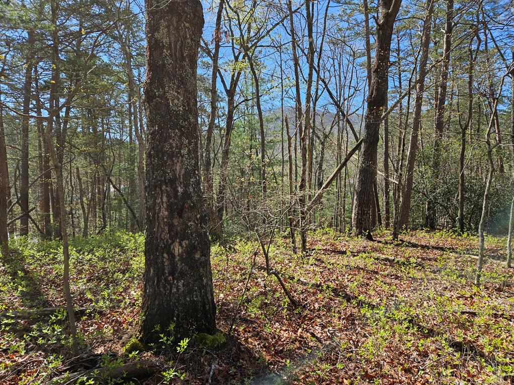 5.2 Deer Crest Road Property Photo 60