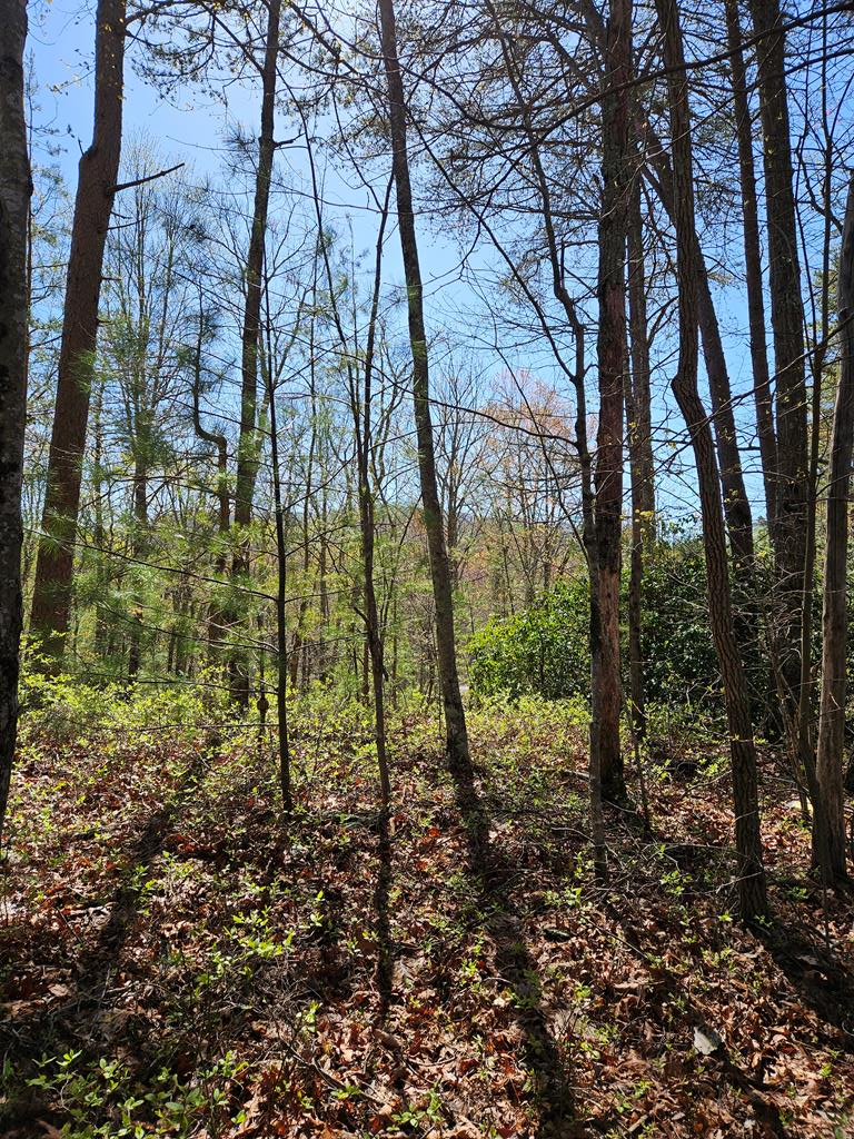 5.2 Deer Crest Road Property Photo 61