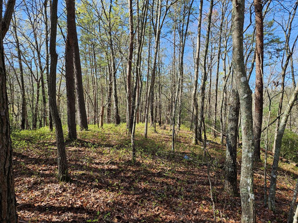 5.2 Deer Crest Road Property Photo 64
