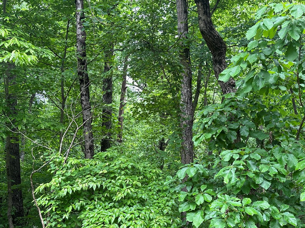 Lot 59 Timberwalk Drive Property Photo 6