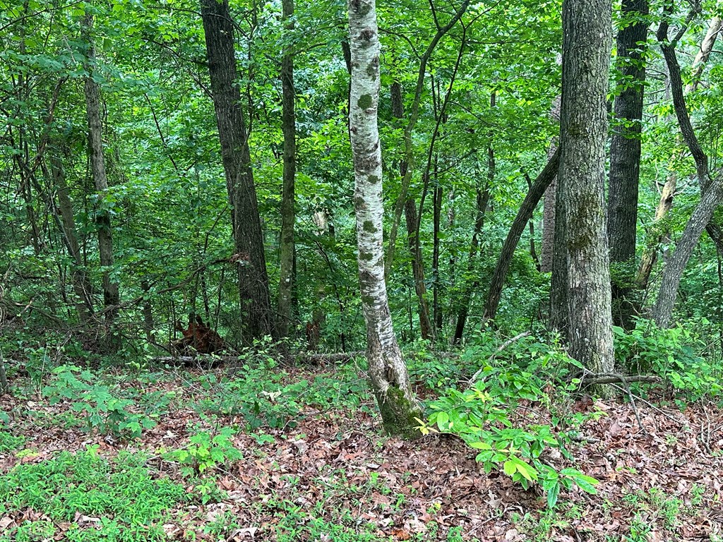 Lot 59 Timberwalk Drive Property Photo 11