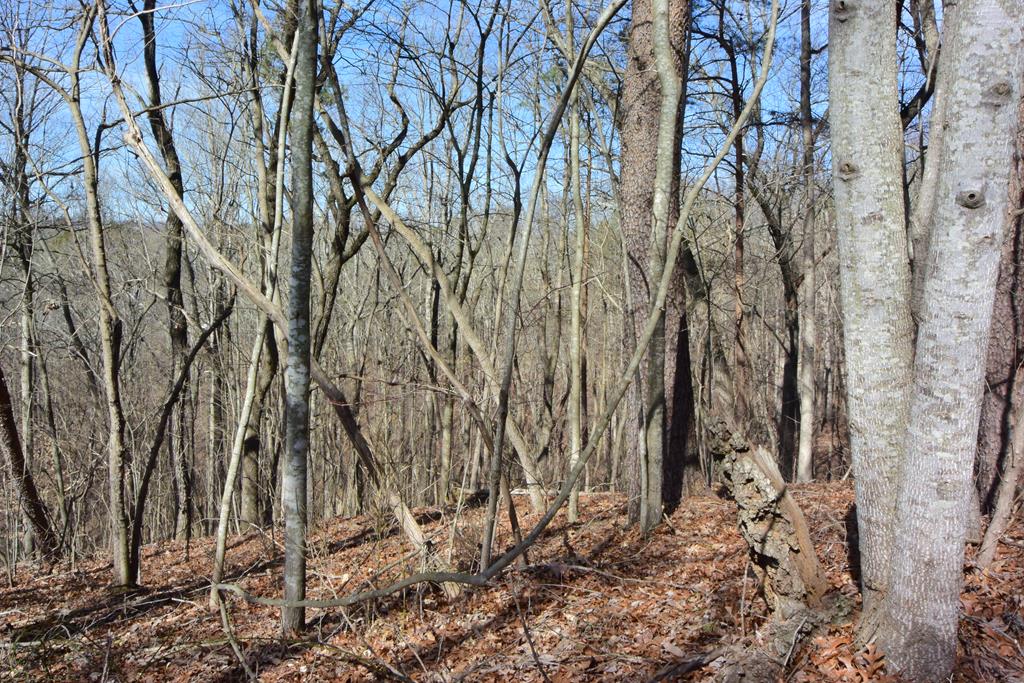 Lot 40 Timberwalk Drive Property Photo 3