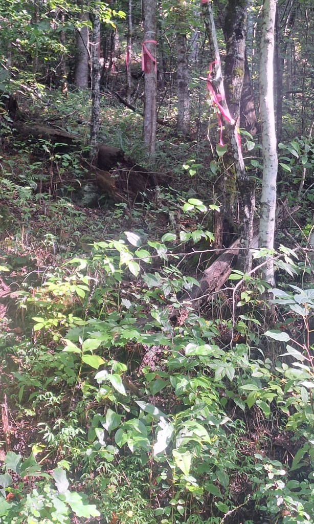 0 Coopers Creek Property Photo 4