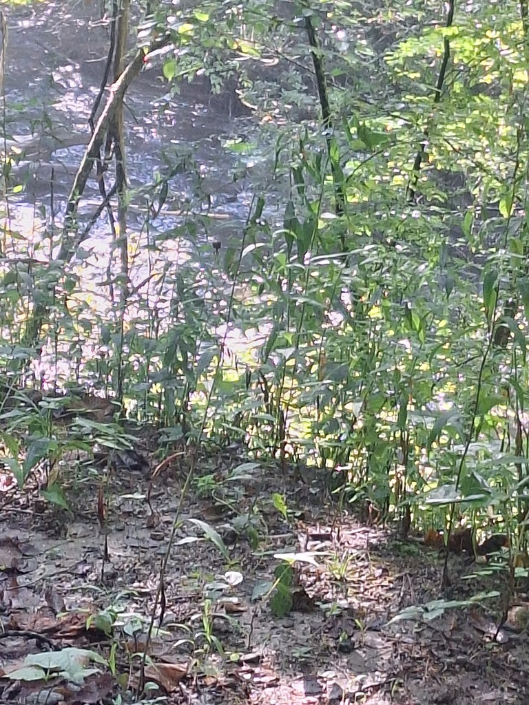 0 Coopers Creek Property Photo 5