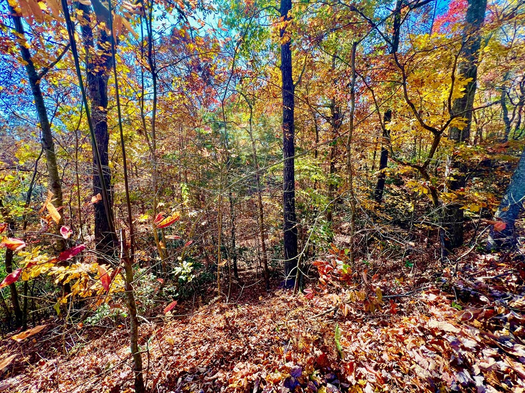 13 Up The Ridge Road Property Photo 9