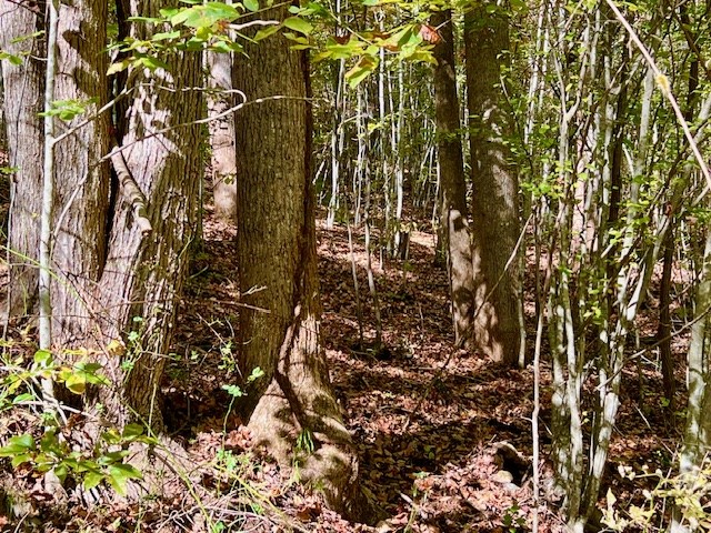 Tbd Upper Peachtree Road Property Photo 16