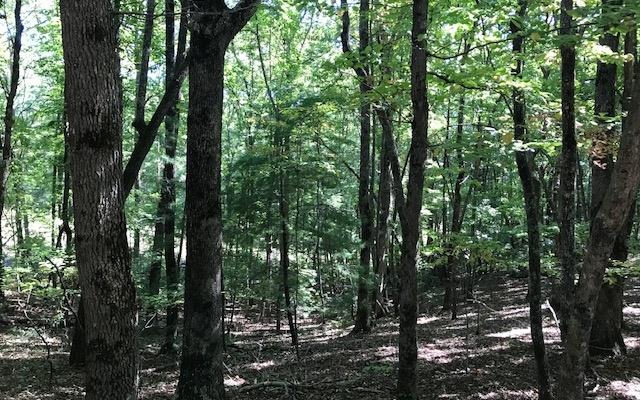 31-a&b Mountain View Lane Property Photo 2