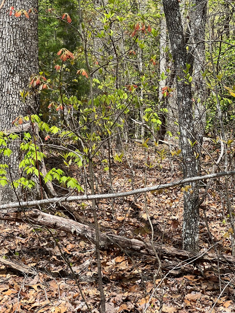 33 35 36 Ash Branch Property Photo 11