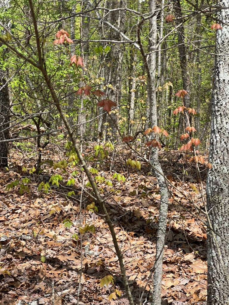 33 35 36 Ash Branch Property Photo 12