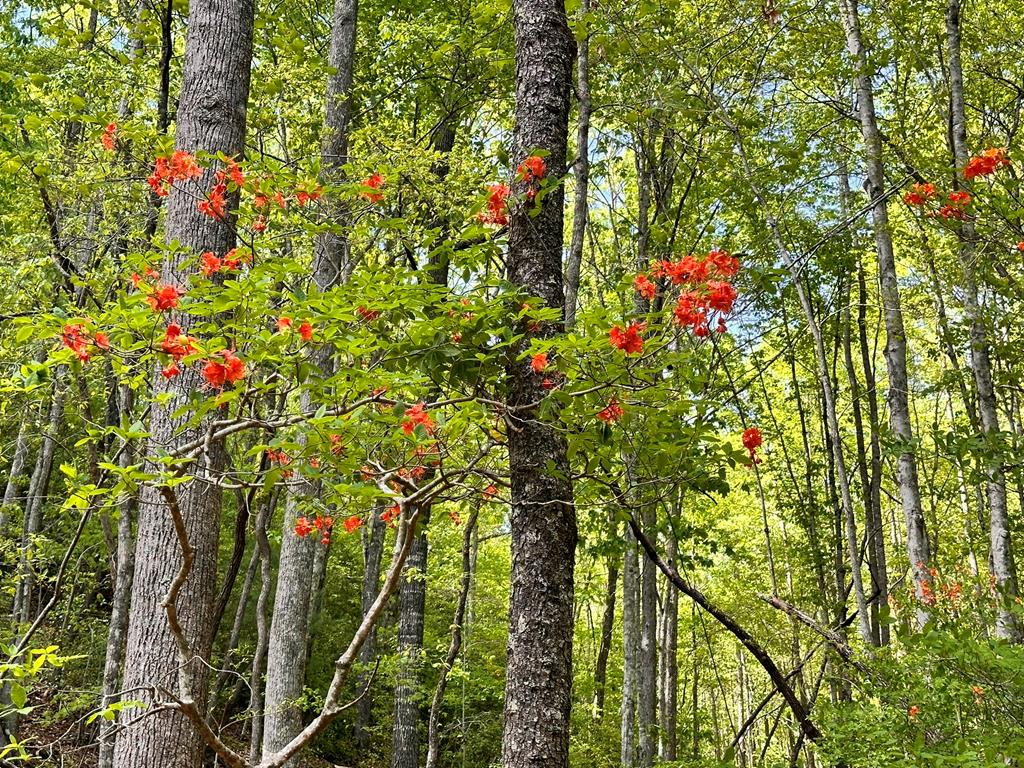 Lot 16 Settawig Overlook Property Photo 10