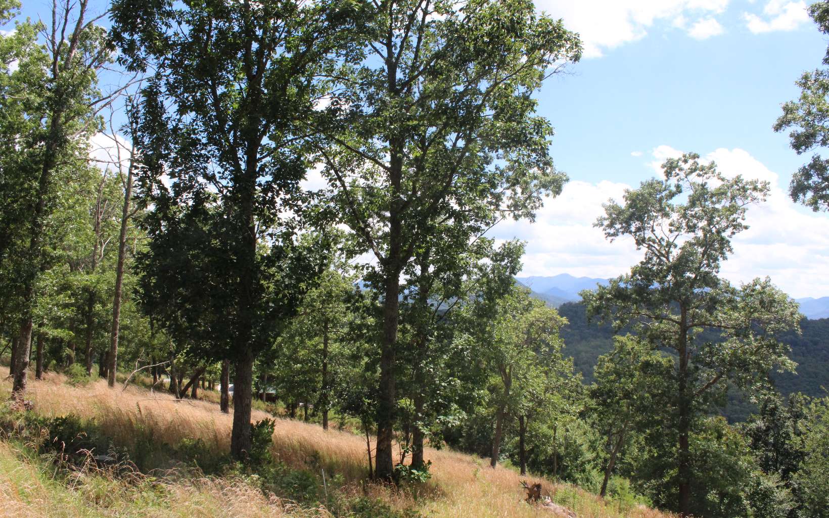 131 Shiloh Ridge Property Photo 10