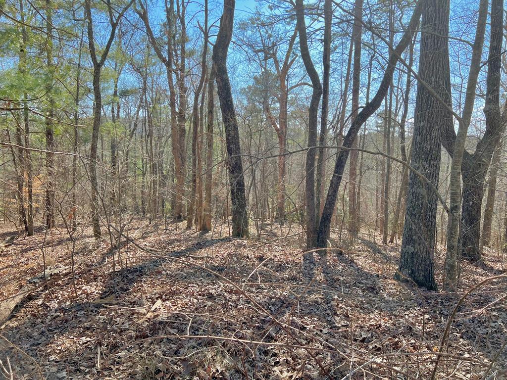 113 Beech Tree Drive Property Photo 1