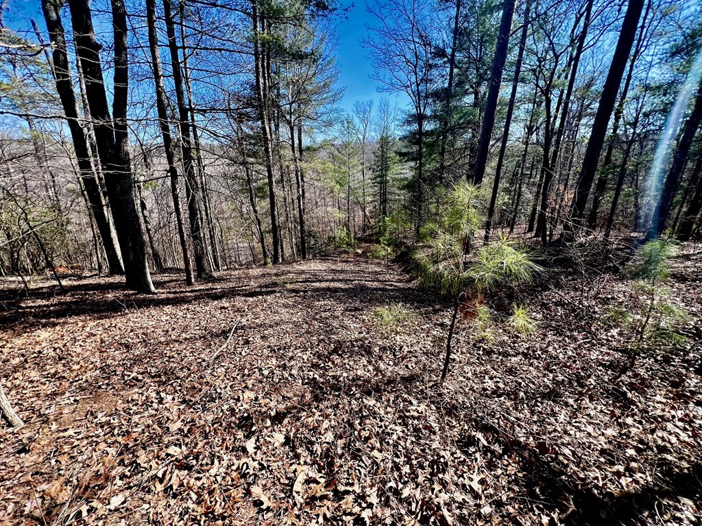113 Beech Tree Drive Property Photo 12
