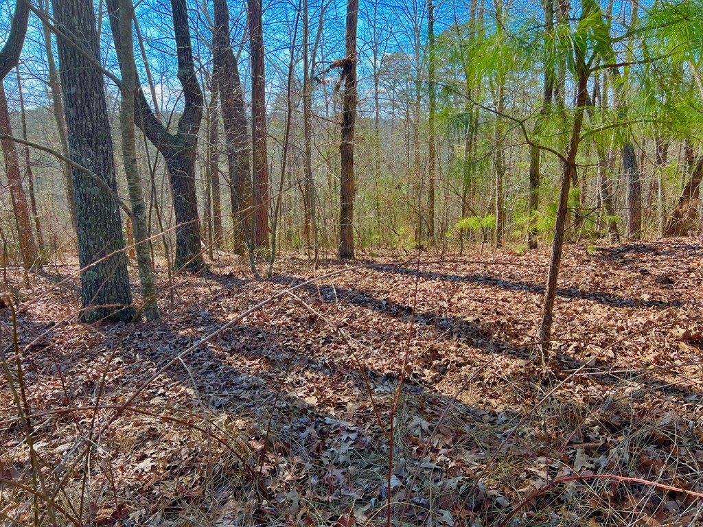 113 Beech Tree Drive Property Photo 17