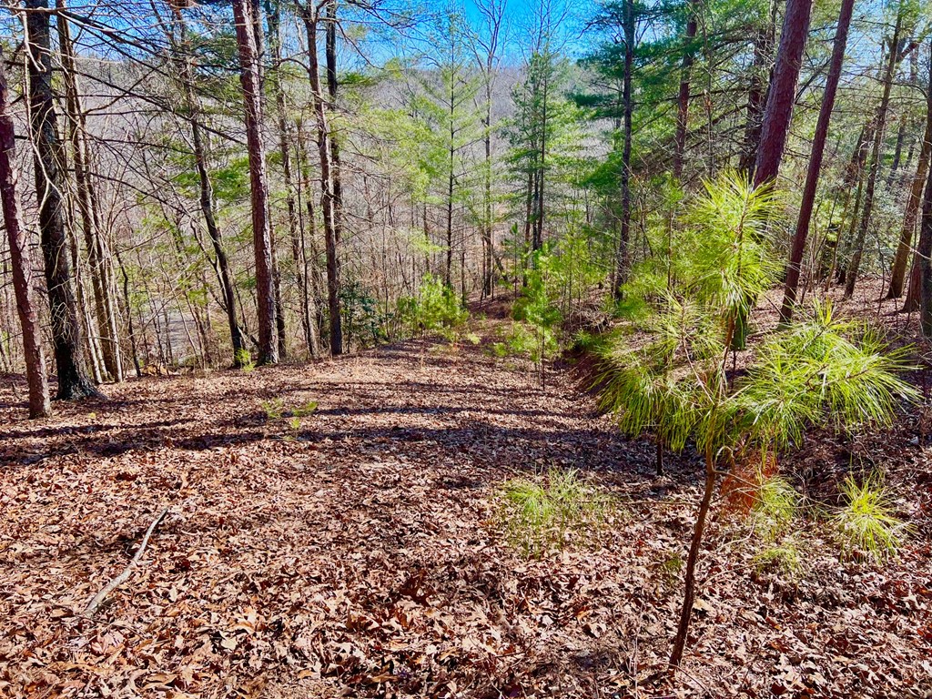 113 Beech Tree Drive Property Photo 21