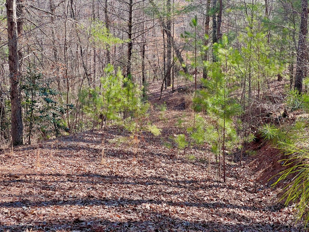 113 Beech Tree Drive Property Photo 22