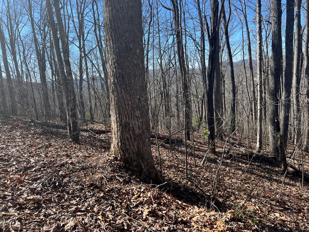 Lots 7&8 Wikle Road Property Photo 17