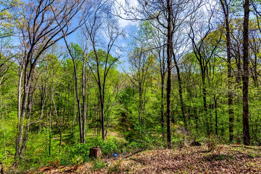 428 Licklog Road Property Photo 61