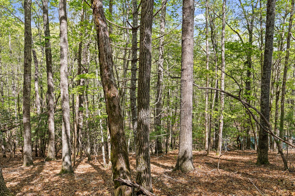 .75 Acre Chinkapin Drive Property Photo 3