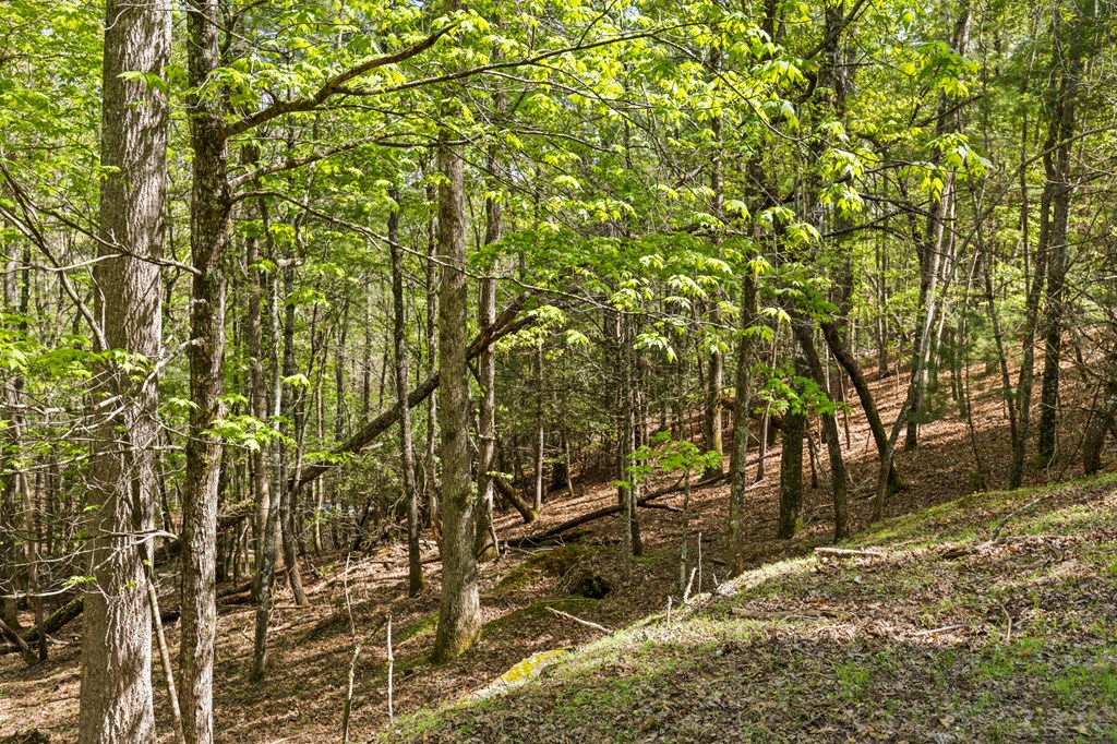 .75 Acre Chinkapin Drive Property Photo 14
