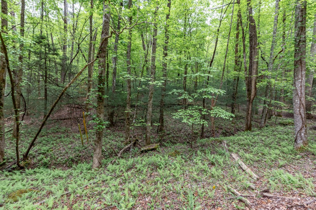 Lot 17 Lower Gap Road Property Photo 4