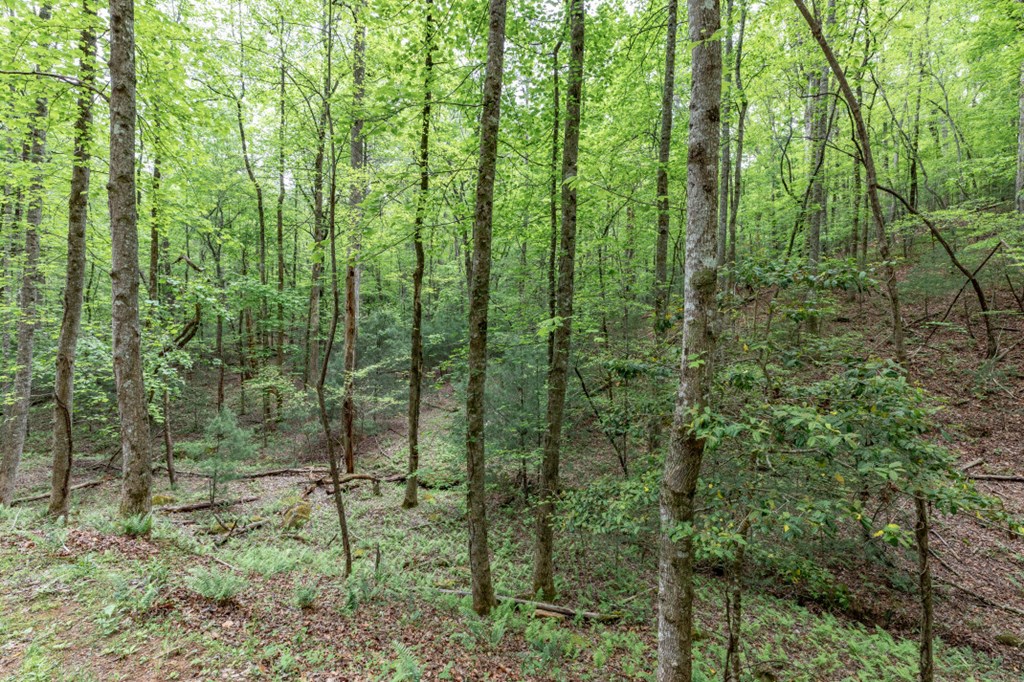 Lot 17 Lower Gap Road Property Photo 6