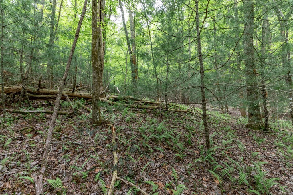 Lot 17 Lower Gap Road Property Photo 9