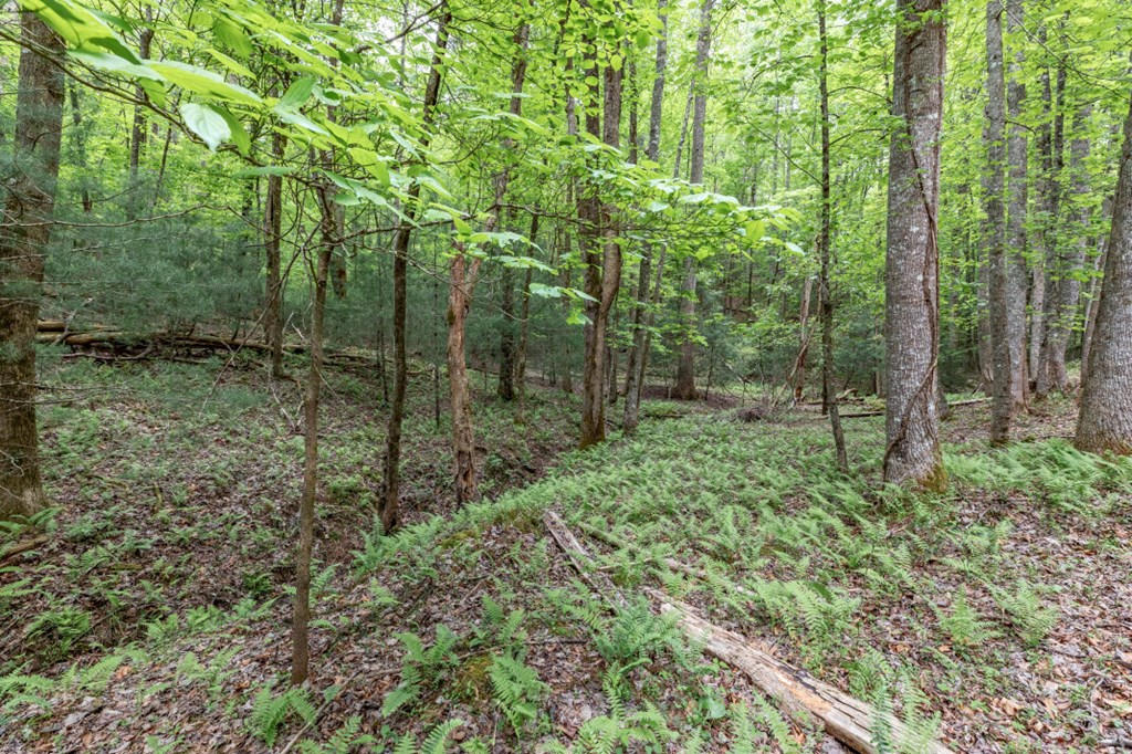 Lot 17 Lower Gap Road Property Photo 11