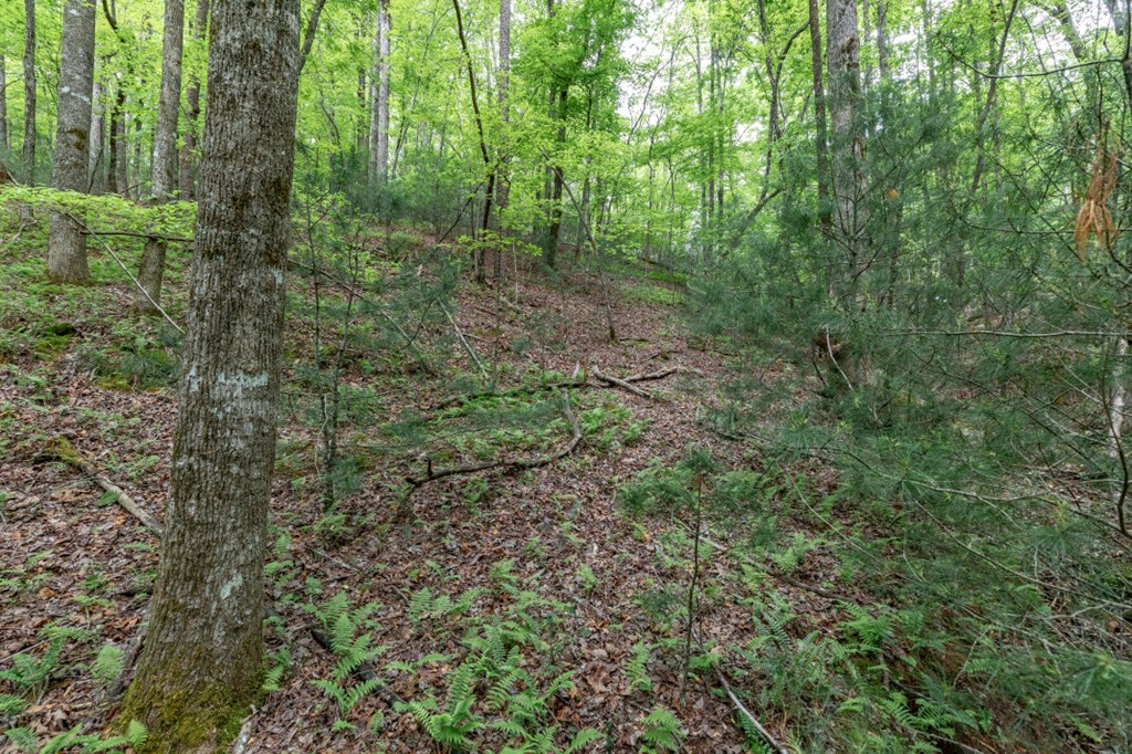 Lot 17 Lower Gap Road Property Photo 15