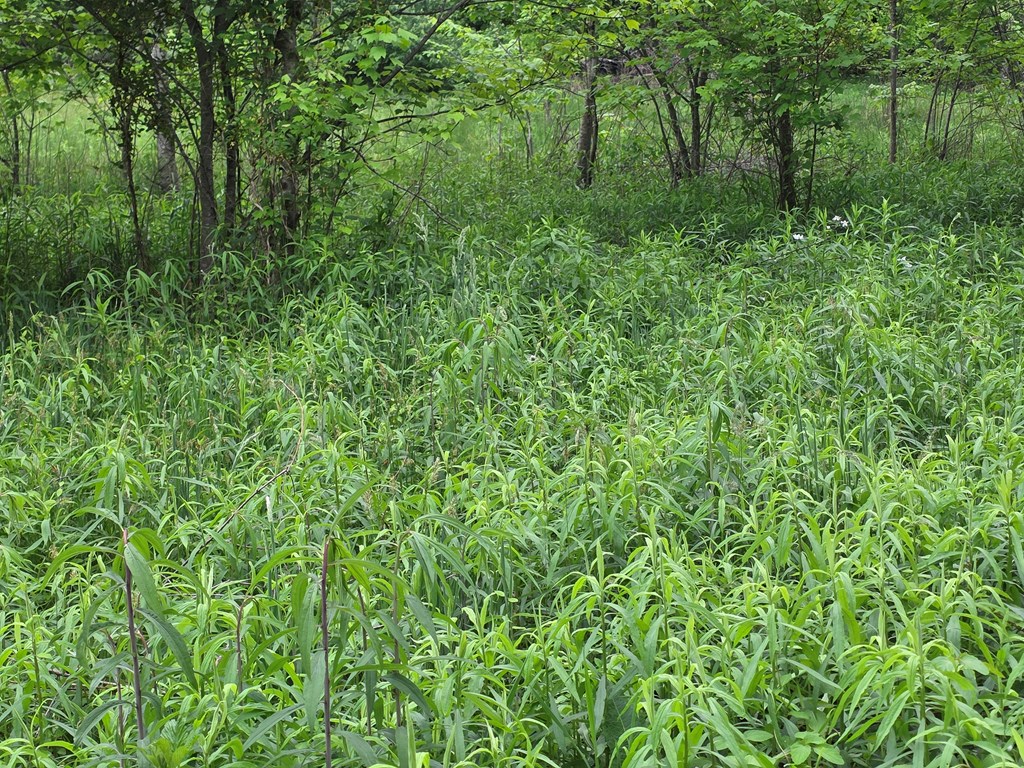 01 Bearmeat Road Property Photo 10