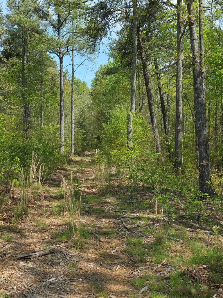 Lot 105 Twisted Oak Road Property Photo 6