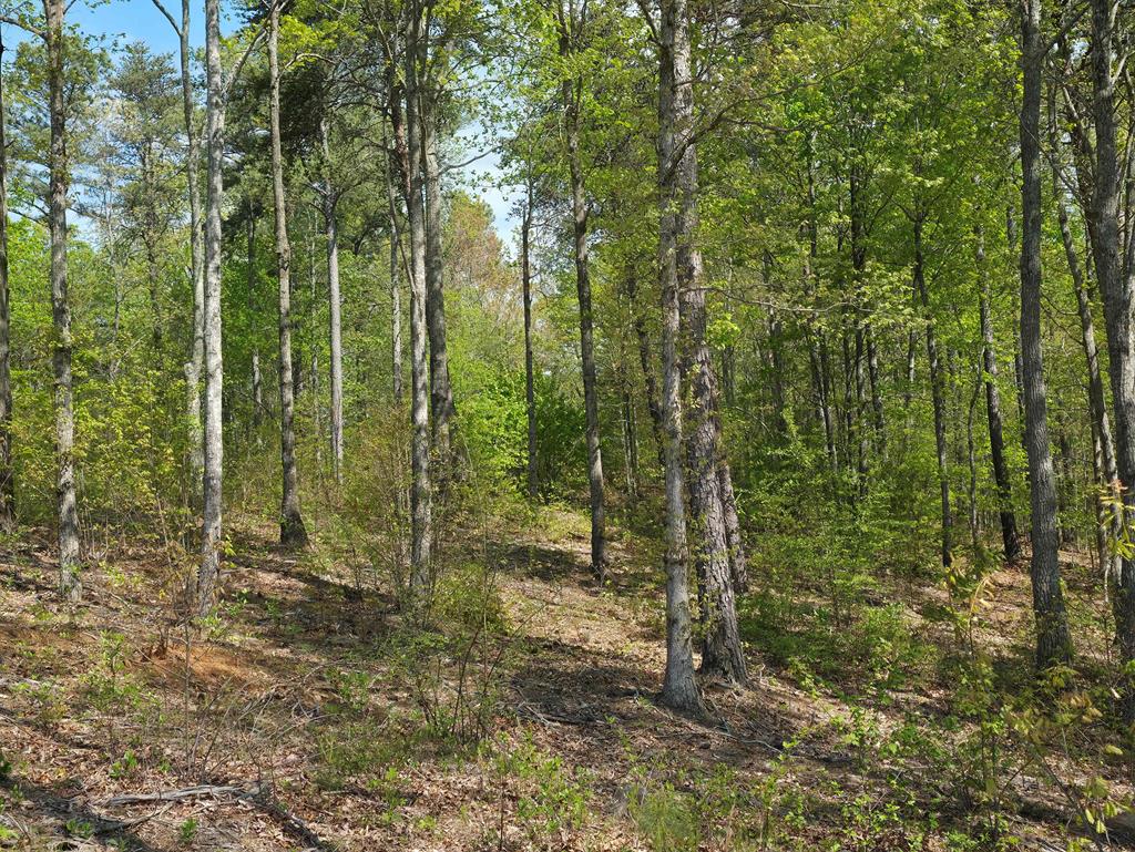 Lot 105 Twisted Oak Road Property Photo 9