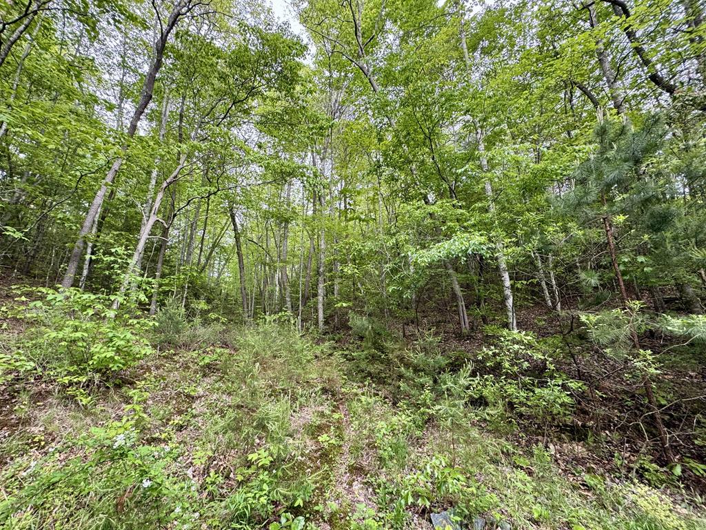 208 Bullen Gap Road Property Photo 11