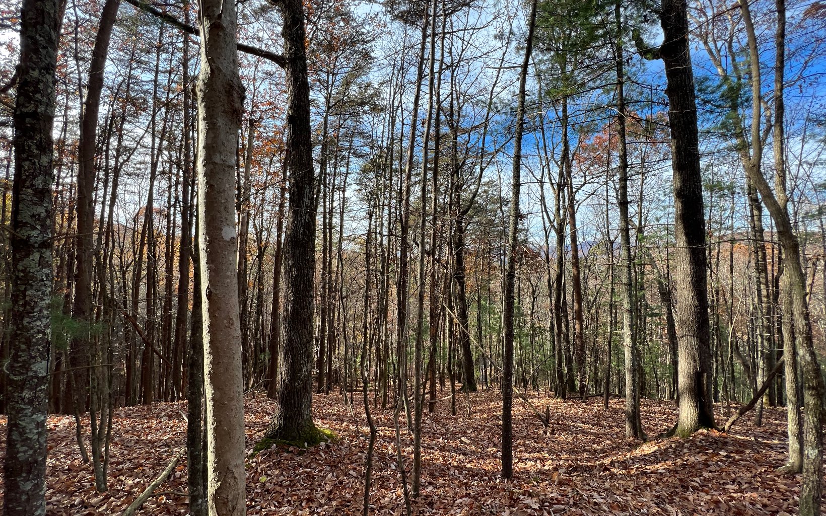 J-214 Walnut Mountain Road Property Photo 6